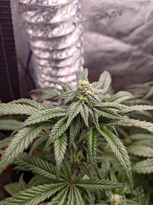Black Maple #22 (First Grow) - PCG. Week 13