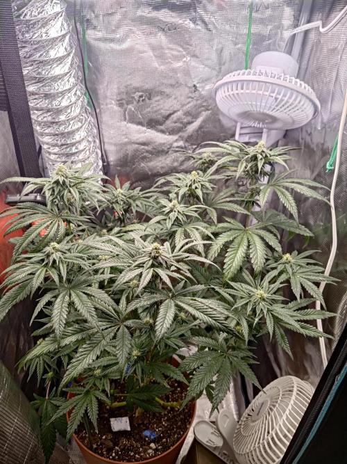 Black Maple #22 (First Grow) - PCG. Week 13