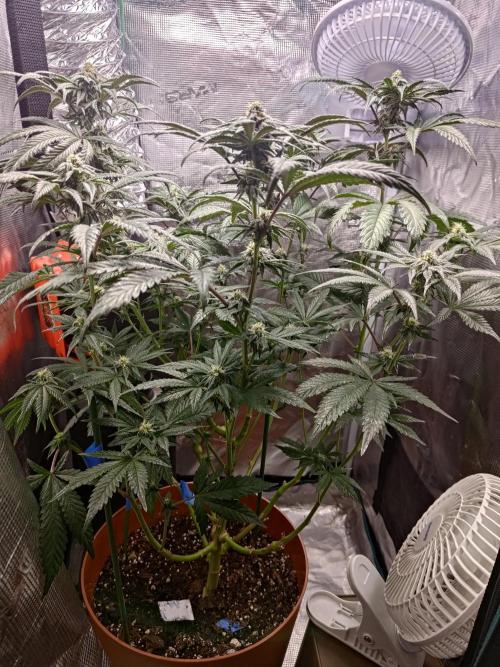 black maple #22. Week 13