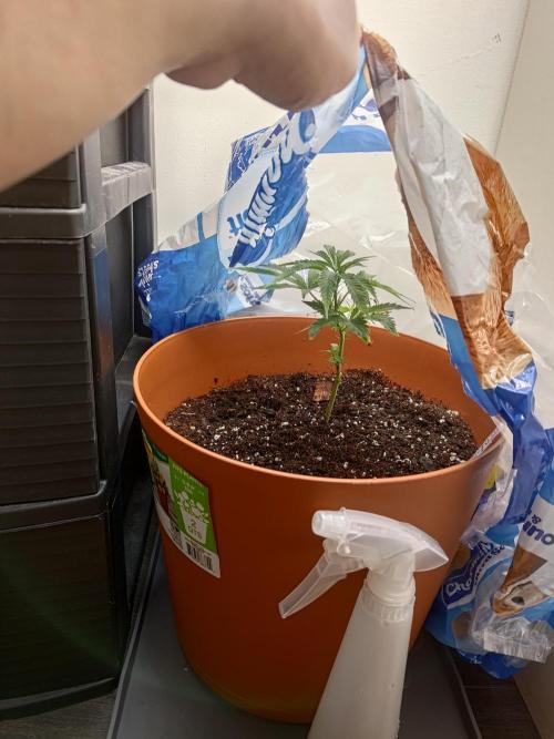 Black Maple #22 (First Grow) - PCG. Week 5 - 05/07