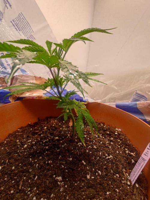Black Maple #22 (First Grow) - PCG. Week 5 - 05/07
