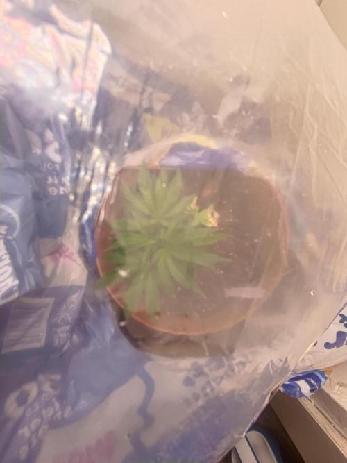 Black Maple #22 (First Grow) - PCG. Week 5 - 05/09