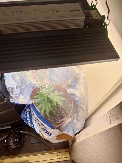 Black Maple #22 (First Grow) - PCG. Week 5 - 05/09