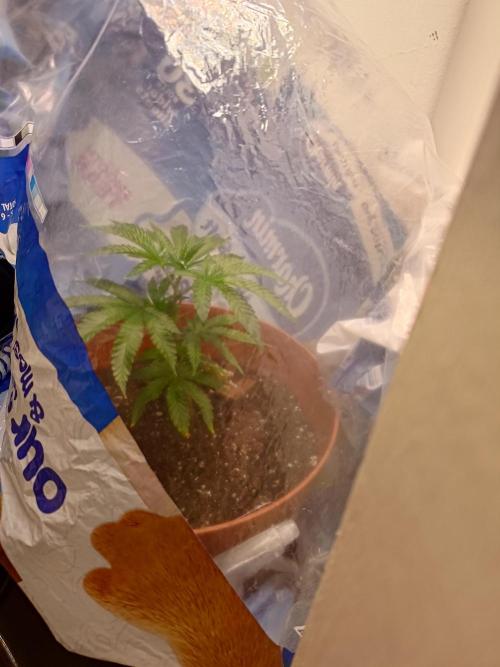 black maple #22. Week 3