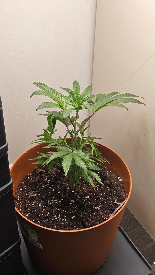 Black Maple #22 (First Grow) - PCG. Week 6 - 5/12