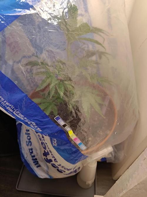 Black Maple #22 (First Grow) - PCG. Week 6 - 5/15