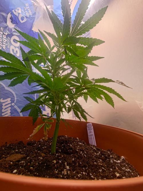 black maple #22. Week 4