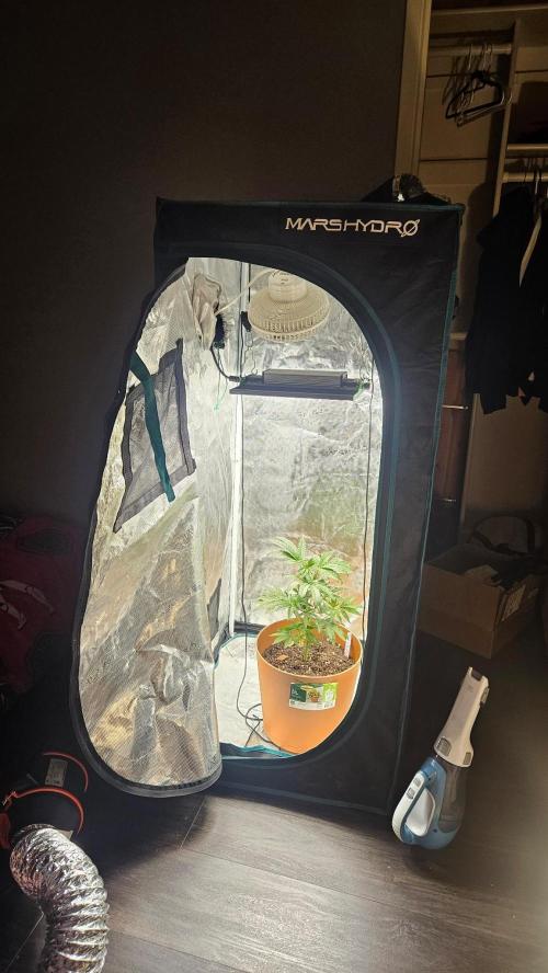 Black Maple #22 (First Grow) - PCG. Week 7 - 5/17