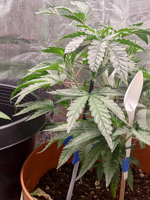 Black Maple #22 (First Grow) - PCG. Week 7