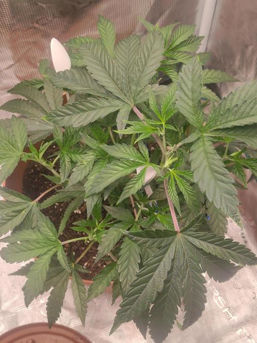 black maple #22. Week 7