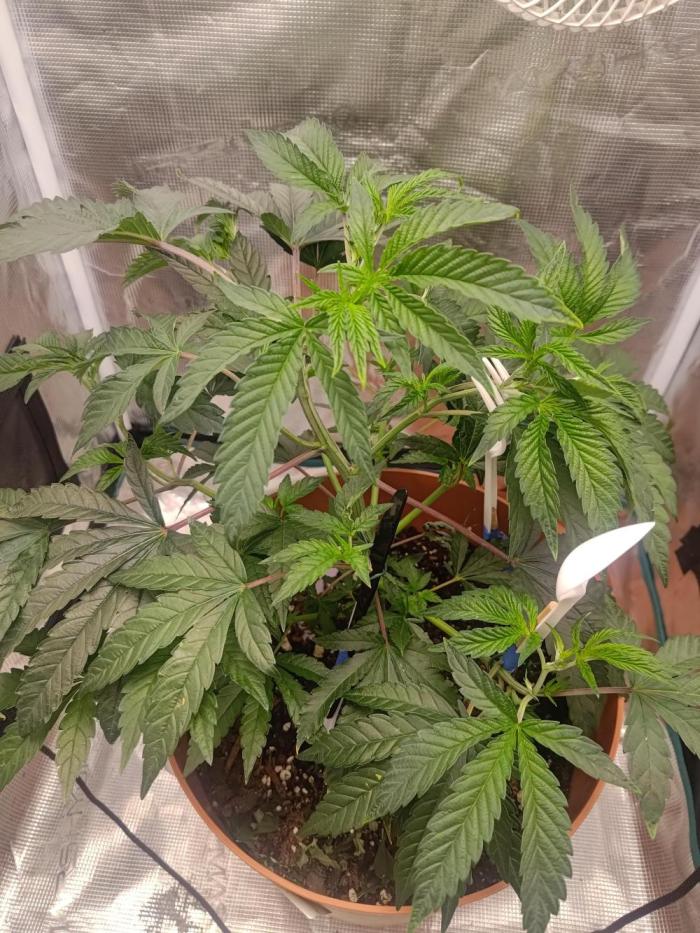 Black Maple #22 (First Grow) - PCG. Week 8 - 5/25