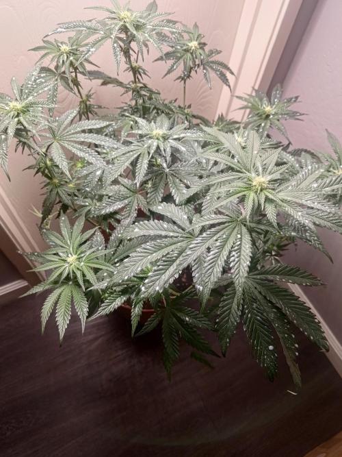 black maple #22. Week 11