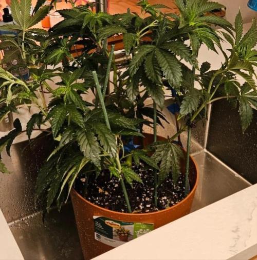 black maple #22. Week 9