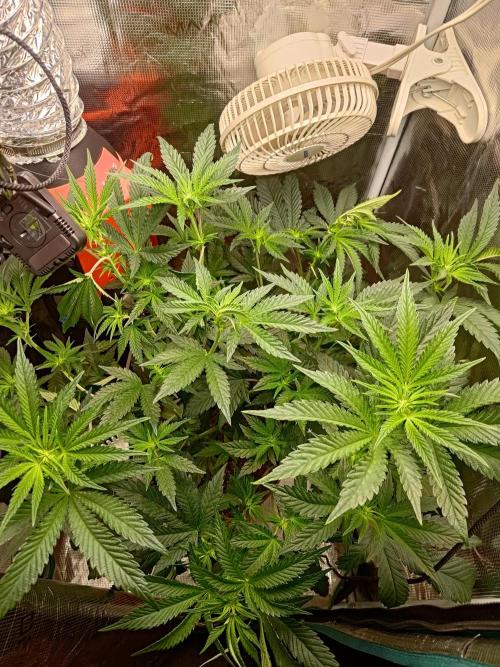 Black Maple #22 (First Grow) - PCG. Week 10 - day 11
