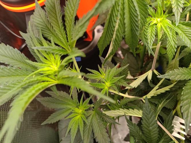black maple #22. Week 10