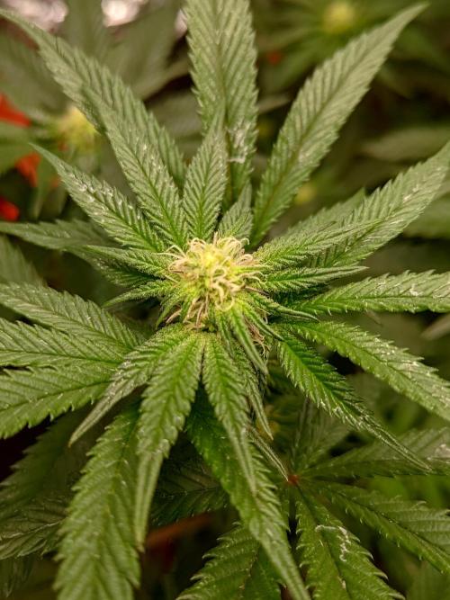 Black Maple #22 (First Grow) - PCG. Week 12