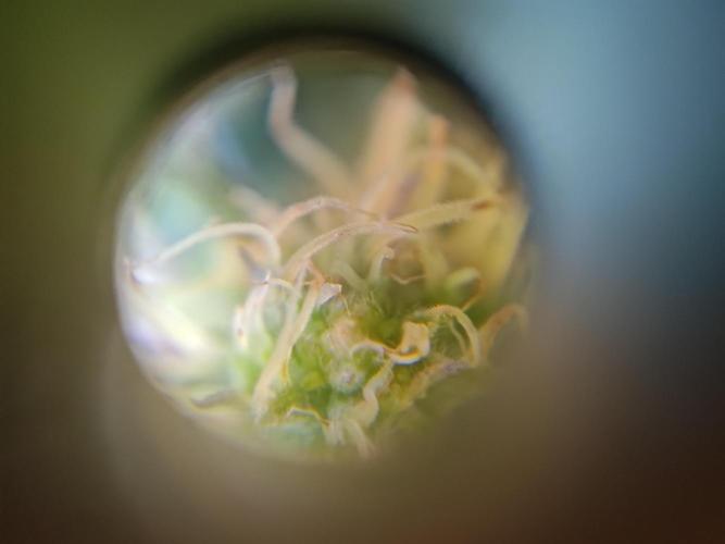 black maple #22. Week 12