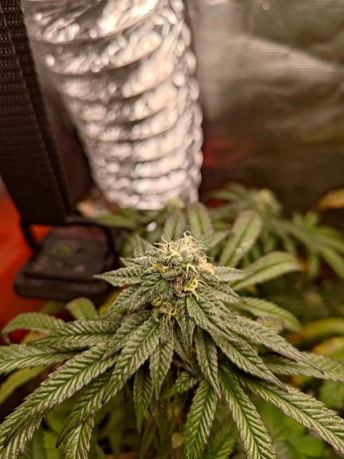 Black Maple #22 (First Grow) - PCG. Week 14