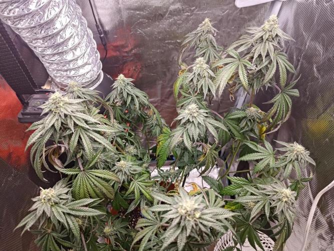 Black Maple #22 (First Grow) - PCG. Week 14