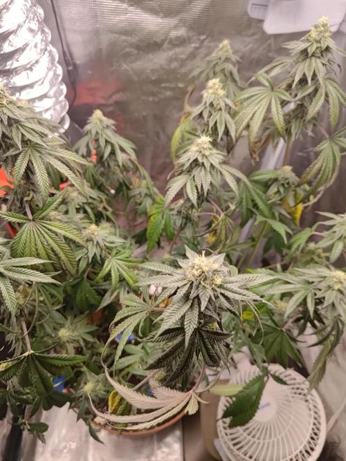 Black Maple #22 (First Grow) - PCG. Week 14