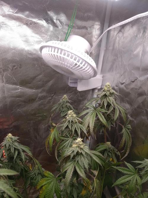 Black Maple #22 (First Grow) - PCG. Week 14