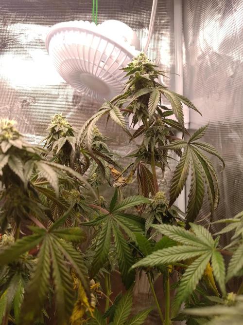 black maple #22. Week 14