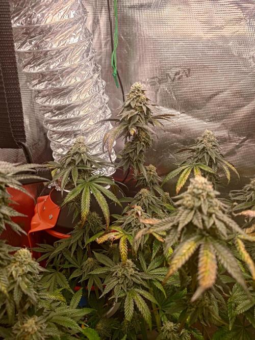 Black Maple #22 (First Grow) - PCG. Week 15