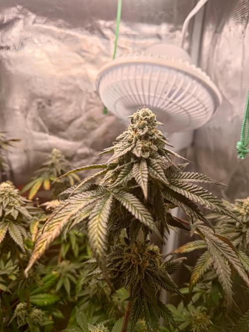 Black Maple #22 (First Grow) - PCG. Week 15