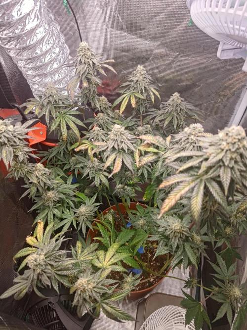 Black Maple #22 (First Grow) - PCG. Week 15