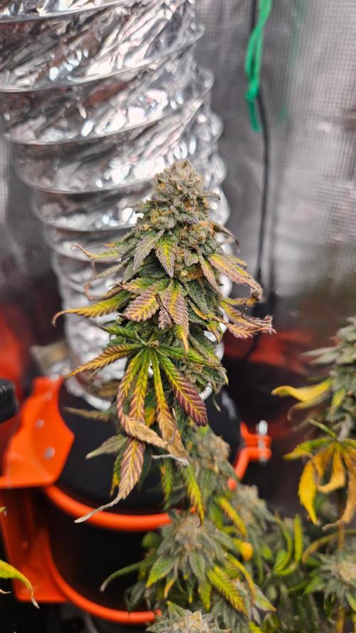 Black Maple #22 (First Grow) - PCG. Week 16
