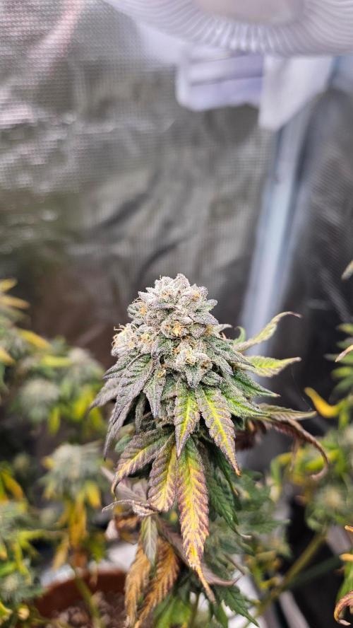 Black Maple #22 (First Grow) - PCG. Week 16