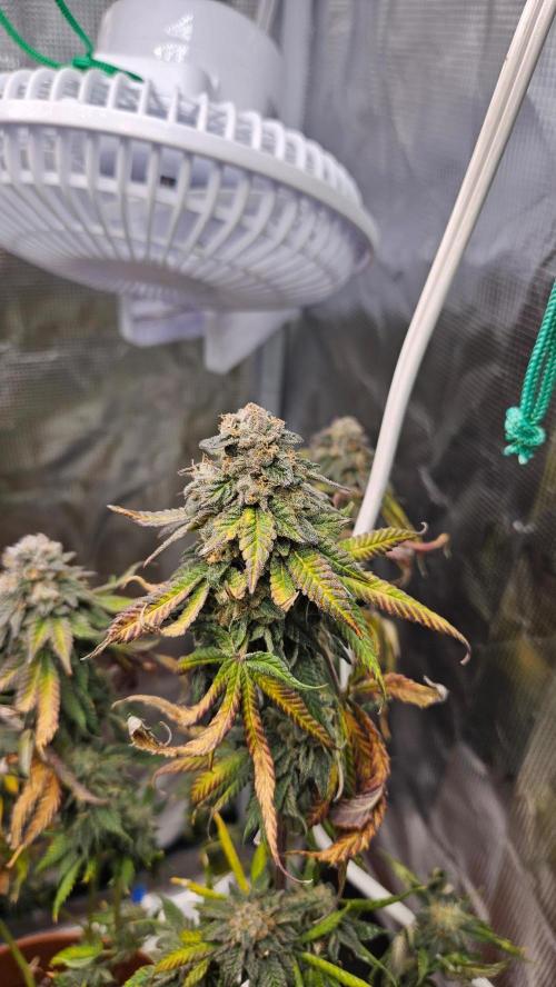 Black Maple #22 (First Grow) - PCG. Week 16