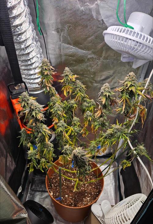 Black Maple #22 (First Grow) - PCG. Week 16