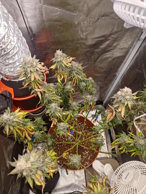 Black Maple #22 (First Grow) - PCG. Week 16