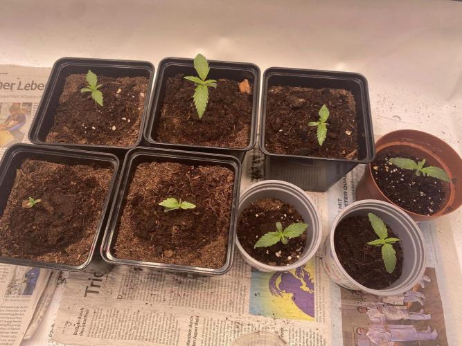 Blueberry Muffin. Week 0