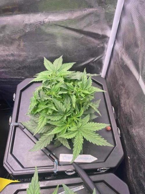 HSC BC and OC DWC run. Week 4 - Orange Creampop #2