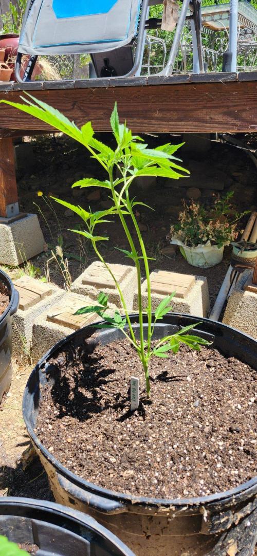 707 OutDro. Week 1