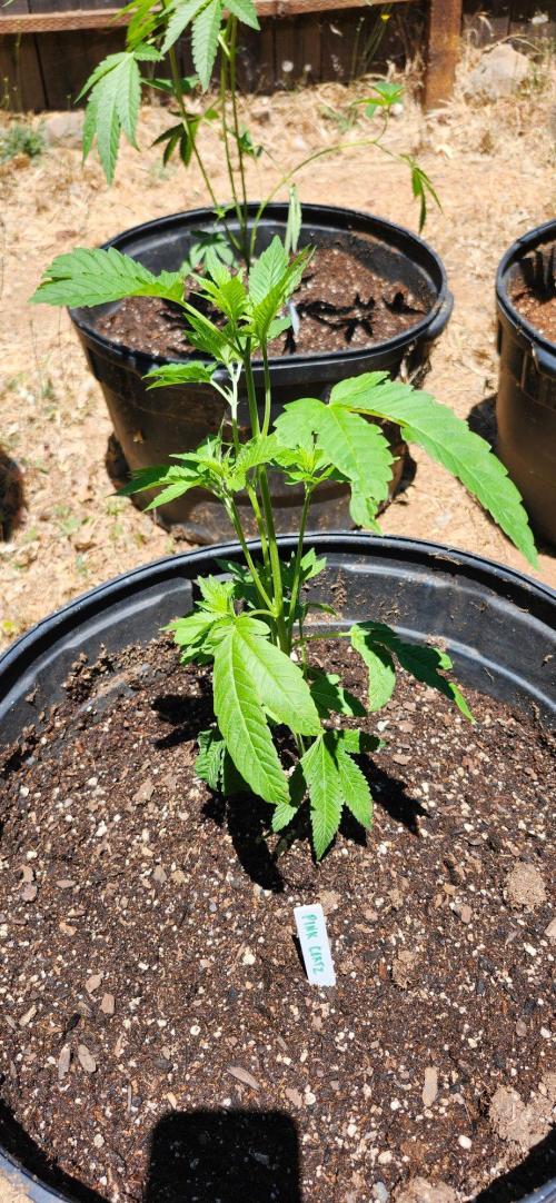 707 OutDro. Week 1