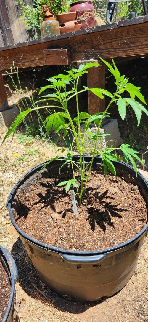 707 OutDro. Week 1