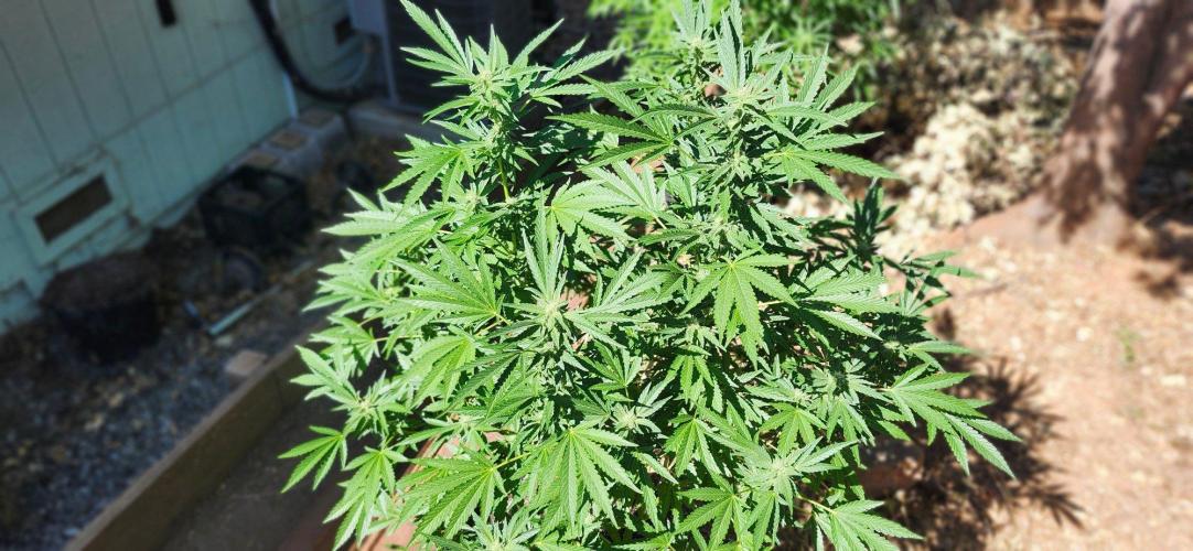 707 OutDro. Week 7