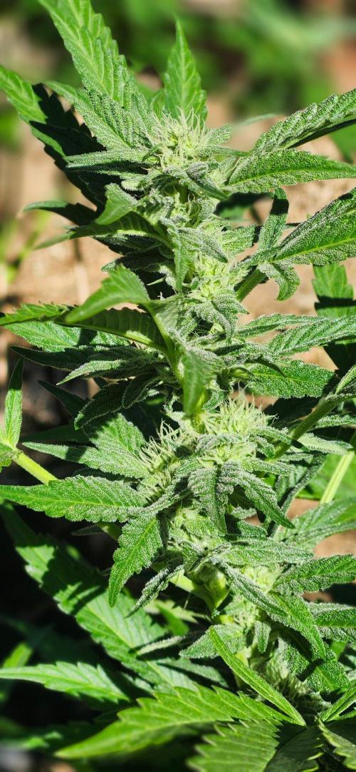 707 OutDro. Week 7