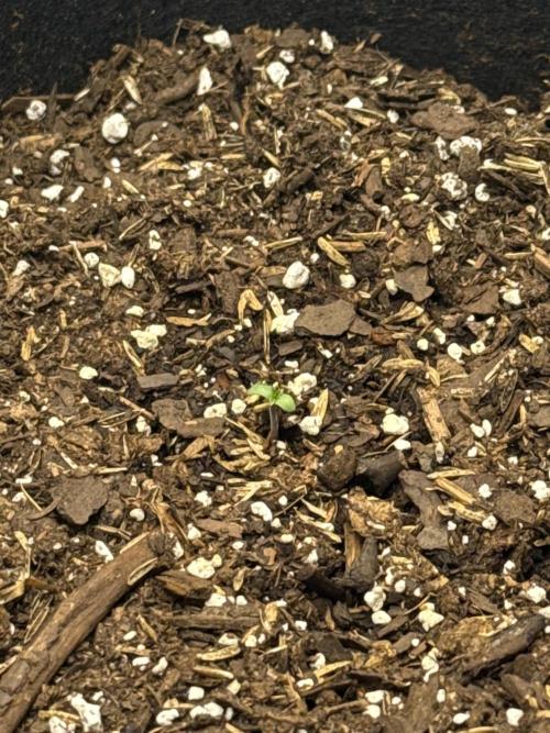 Hulkberry Automatic. Week 0