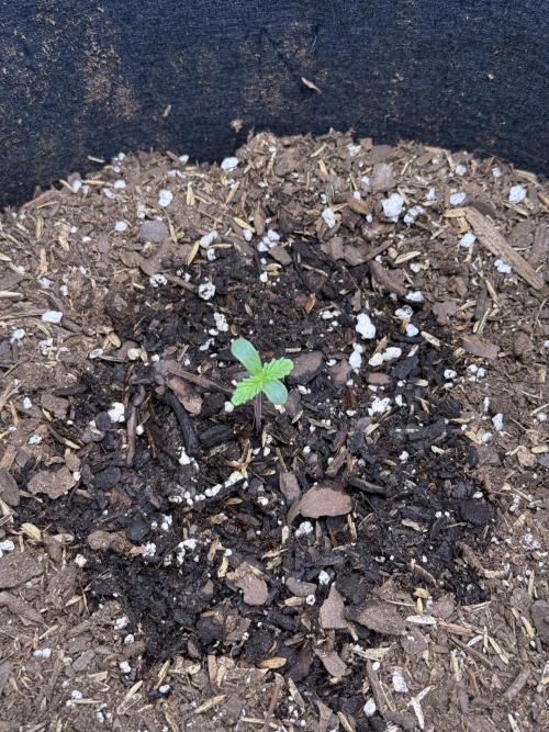 Hulkberry Automatic. Week 1