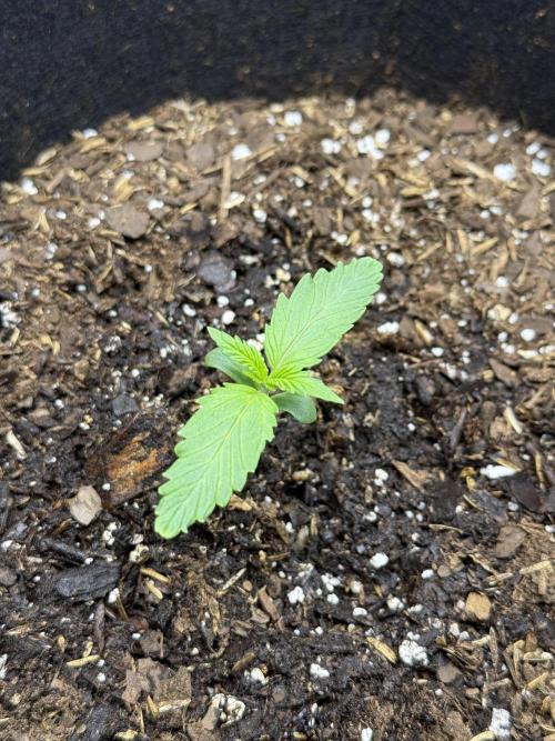 Hulkberry Auto RQS. Week 2 - 6/25/2026: Looking good on seedling #1