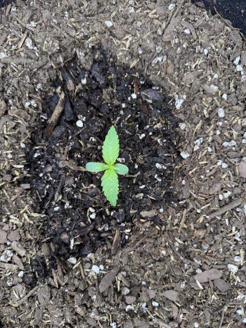 Hulkberry Auto RQS. Week 2 - 6/25/2026: Third set of leaves coming for seedling #2