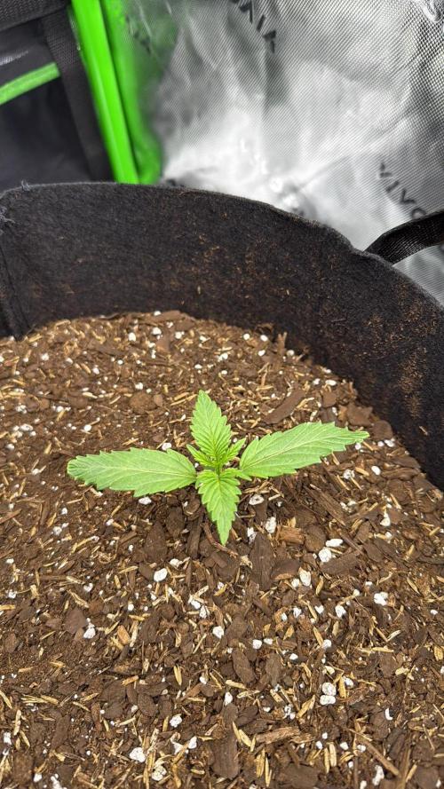 Hulkberry Auto RQS. Week 2 - 6/27/2026: Seedling #1 starting to put out its fourth set of leaves