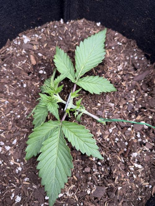 Hulkberry Auto RQS. Week 3 - 7.1: Hulk #1's LST began