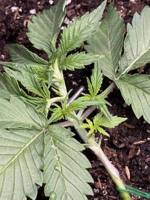 Hulkberry Auto RQS. Week 3 - 7.1: Hulk #1's LST taking quite nicely. Already seeing equal light priority