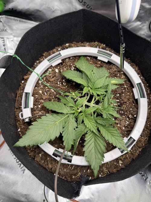 Hulkberry Auto RQS. Week 3 - 7.4: Another Hulk #1 training session, LST taking nicely. Blumats installed