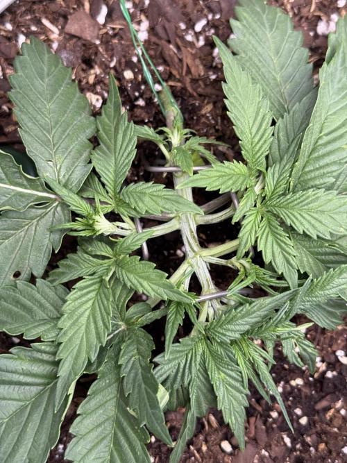 Hulkberry Auto RQS. Week 3 - 7.4: Really good branching and empty central canopy underway on Hulk #1